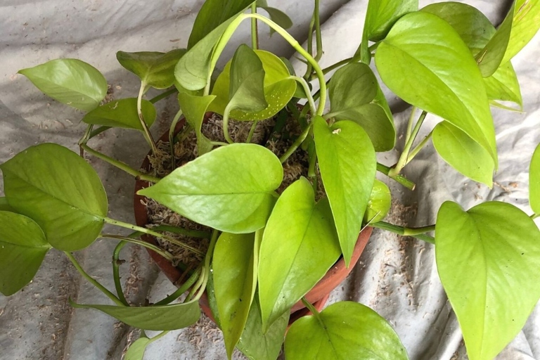 One way to make pothos leaves grow bigger is to fertilize them regularly.