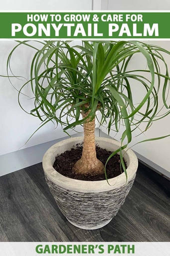 One way to prevent a ponytail palm's trunk from softening is to ensure that it is getting enough sunlight.