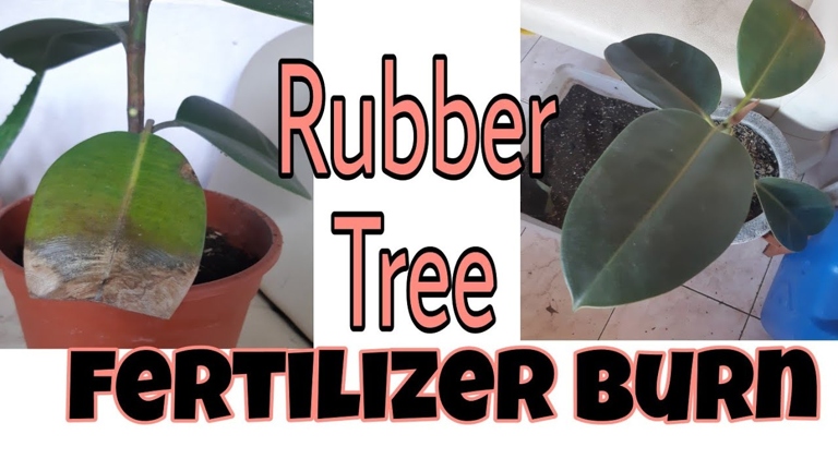 One way to prevent nutrient deficiency in rubber plants is to fertilize them regularly.