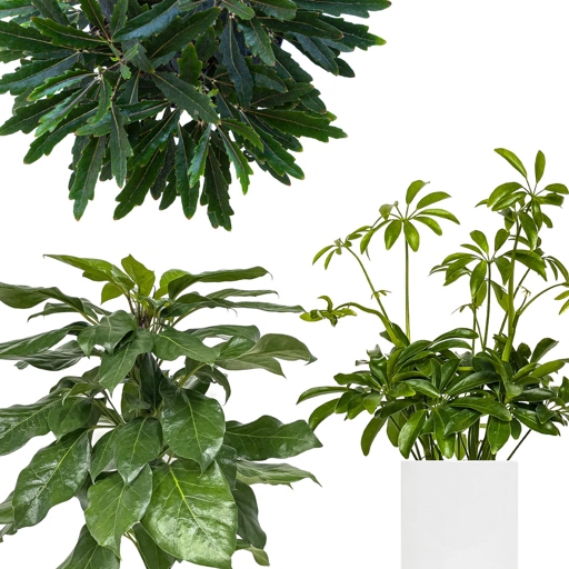 One way to prevent root rot in Schefflera is to make sure the plant is not sitting in water.