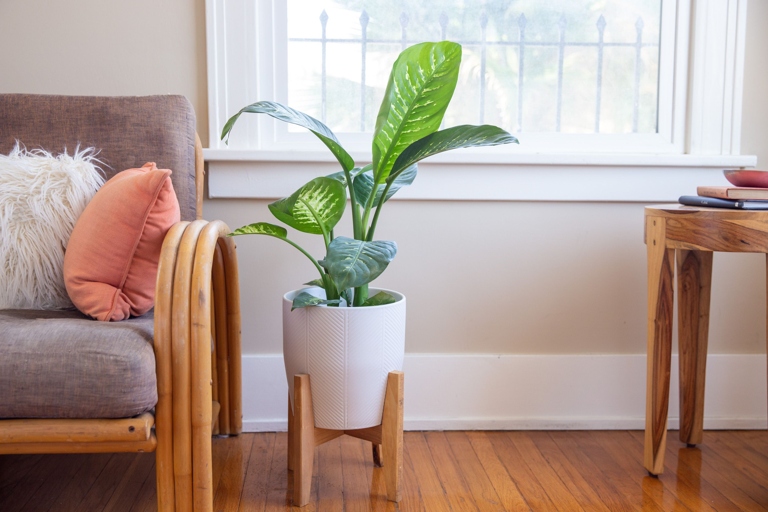 One way to prevent temperature stress is to keep your Dieffenbachia in a room that is between 65 and 75 degrees Fahrenheit.
