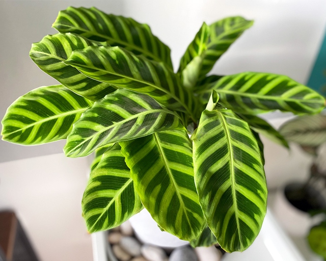 One way to prevent your Calathea zebrina leaves from curling is to make sure the plant is getting enough humidity.