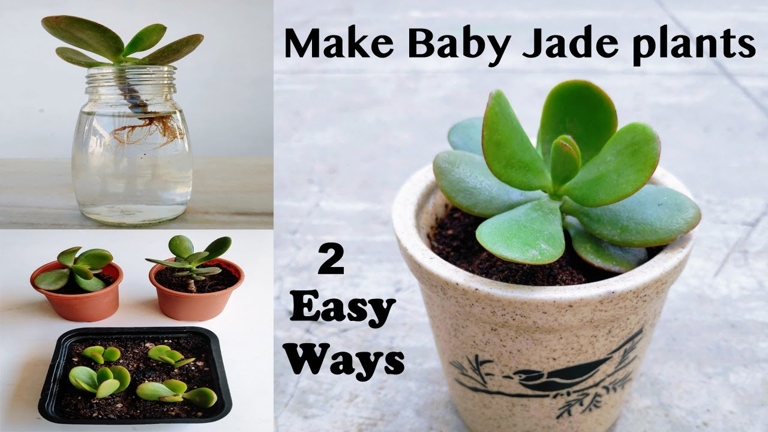 One way to propagate a jade plant is by taking stem cuttings.