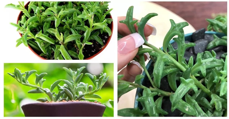 One way to propagate string of dolphins is by taking stem cuttings from a healthy mother plant.