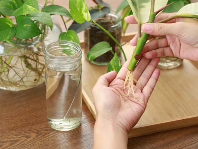 One way to propagate your plant is to take a cutting from the stem and place it in water.