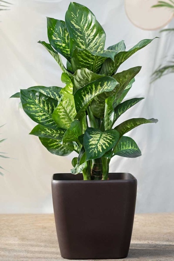 One way to provide Dumb Cane with ample light is to place it near a south- or west-facing window.