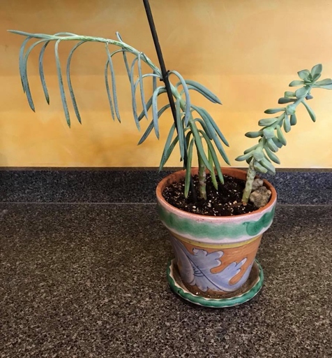 One way to reduce monstera transplant shock is to keep an eye on the transplanted plant.