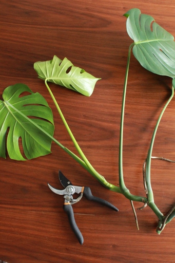 One way to reduce transplant shock in Monstera plants is to apply a root growth promoter.