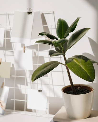 One way to relieve visual fatigue is by adding some greenery to your home in the form of houseplants.