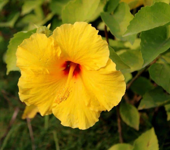 One way to stop hibiscus leaves from curling is to reduce the amount of stress the plant experiences by keeping the temperature consistent.