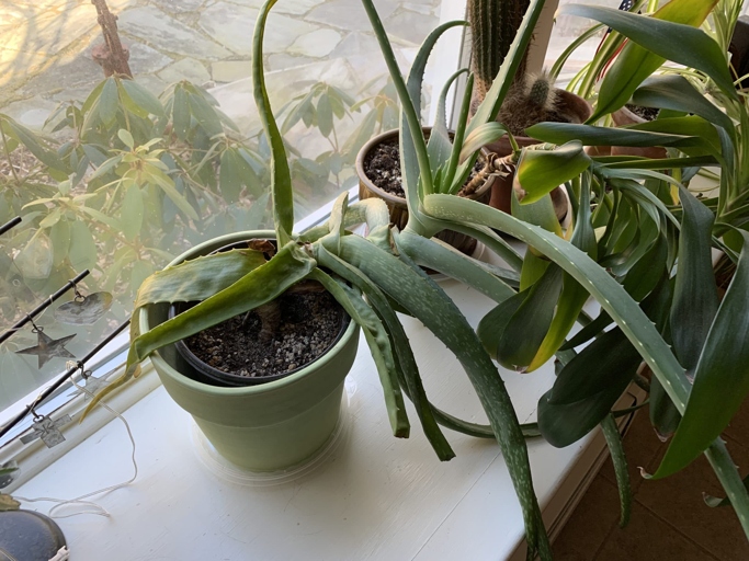 One way to support a top heavy aloe plant is to stake it.