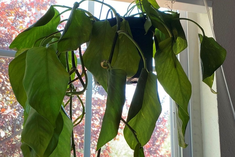 One way to tell if your pothos needs more humidity is if the leaves start to droop and look wilted.