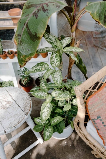 One way to treat a disease attacking a dumb cane is to cut off the affected leaves and stem, then dispose of them.