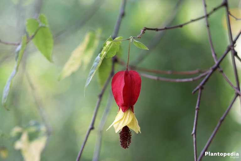 One way to try to fix yellow leaves on abutilon plants is to drain the soil.