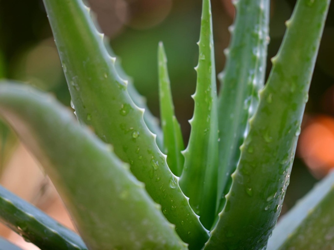 One way to water your aloe vera is from below by filling a saucer with water and letting the plant soak it up from the roots.