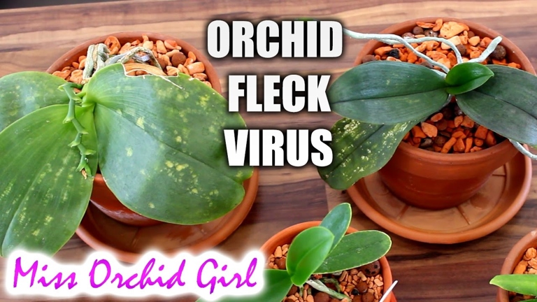 Orchid fleck virus (OFV) is a virus that affects orchids.
