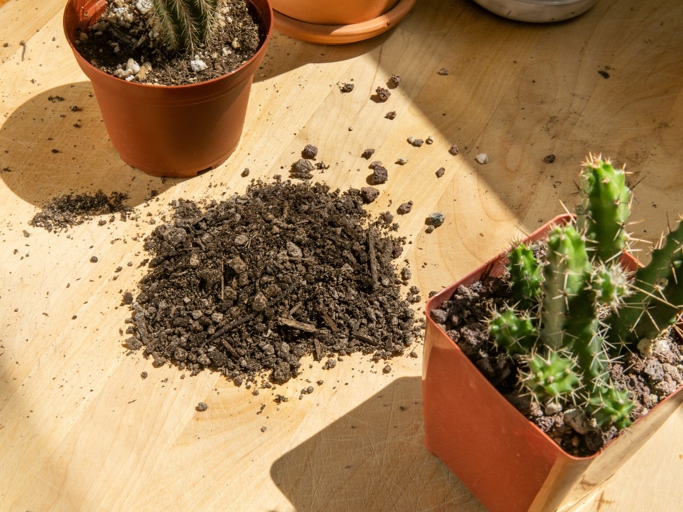 Orchid potting mix should be light and airy, and should not contain any cactus soil.