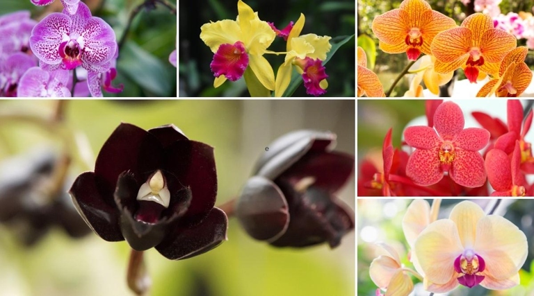 Orchids are a type of flower that come in many different colors, shapes, and sizes.
