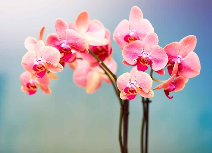 Orchids are a type of plant that can grow without soil, and only need water to survive.