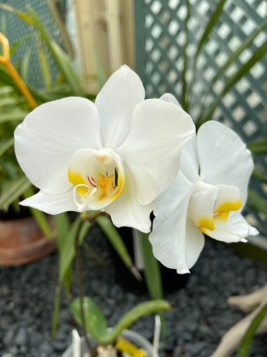 Orchids are found on every continent except Antarctica.