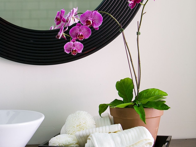 Orchids are one of the most popular houseplants, and they can thrive in bathrooms.