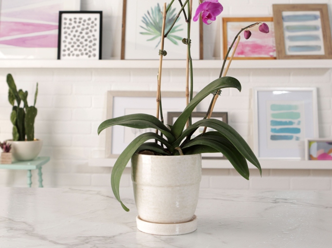 Orchids are one of the most popular houseplants, but they can be finicky.
