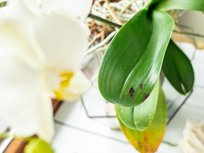 Orchids are susceptible to a variety of viruses, which can cause leaf spotting, discoloration, and deformities.