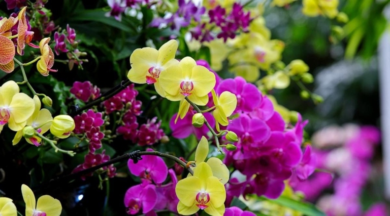 Orchids can be either lithophytes or epiphytes, and each type of orchid has different potting mix requirements.