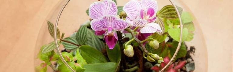 Orchids can prosper in wood stubs if the proper conditions are met.
