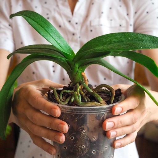 Orchids like humidity because it helps them to absorb water and nutrients through their leaves.