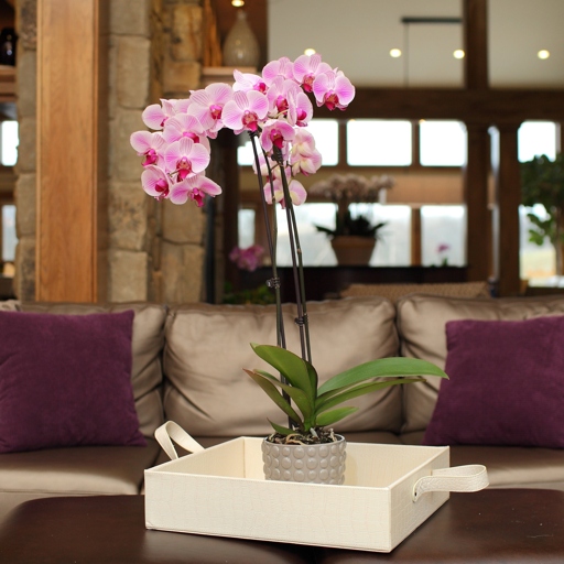 Orchids should be repotted every one to two years and their soil should be changed at that time as well.
