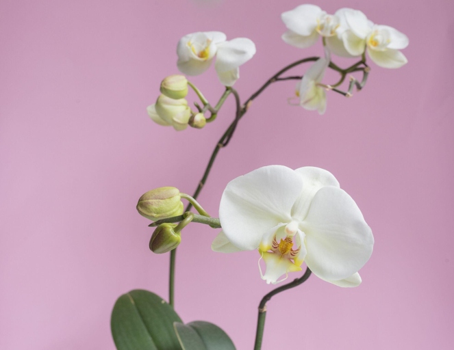 Orchids typically bloom for 6 to 8 weeks.