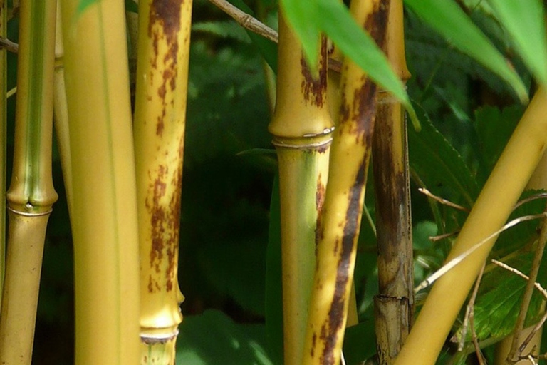 Organic and chemical treatment options are available to treat lucky bamboo root rot.