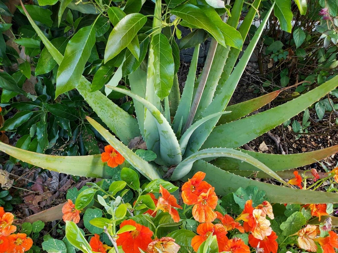 Organic fertilizer can be applied to aloe vera plants to help with root rot.