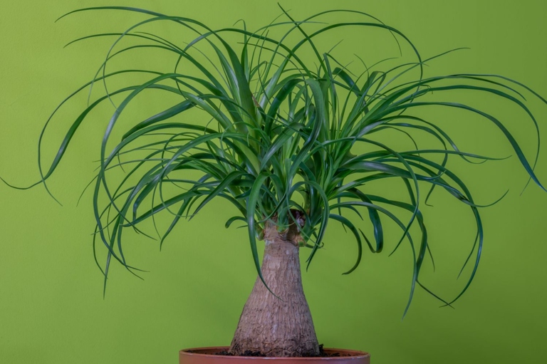 Other possible contributing factors to a ponytail palm with a soft trunk include over- or under- watering, too much or too little light, and pests or diseases.