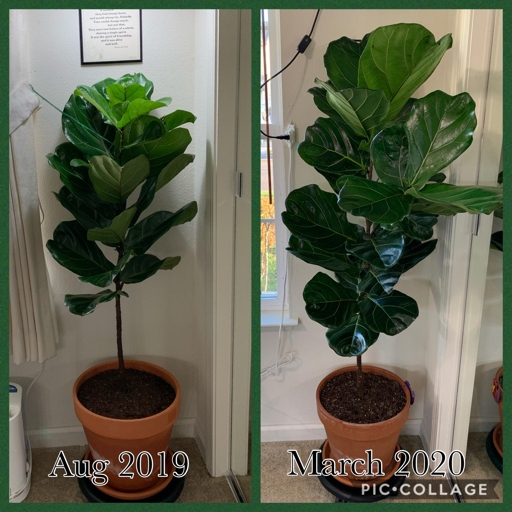 Oval or angular lesions on fiddle leaf fig leaves are usually caused by pests, diseases, or cultural problems.