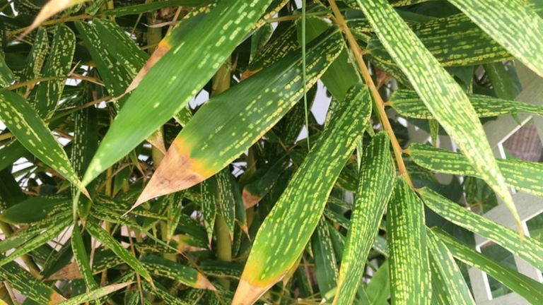 Overwatering bamboo plants can cause root and leaf damage.