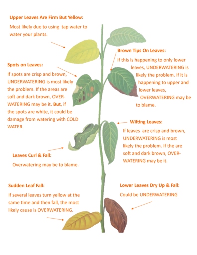 Overwatering can lead to a number of problems for your plant, including leaf drop.