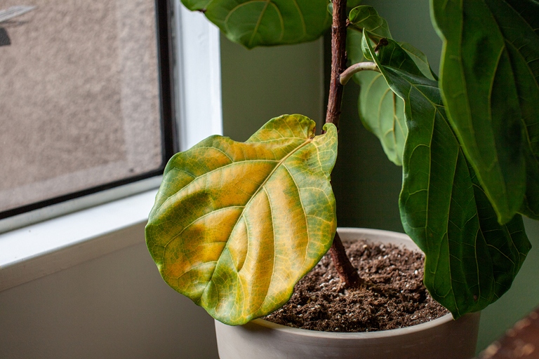 Overwatering is one of the most common causes of coffee plant leaves curling.