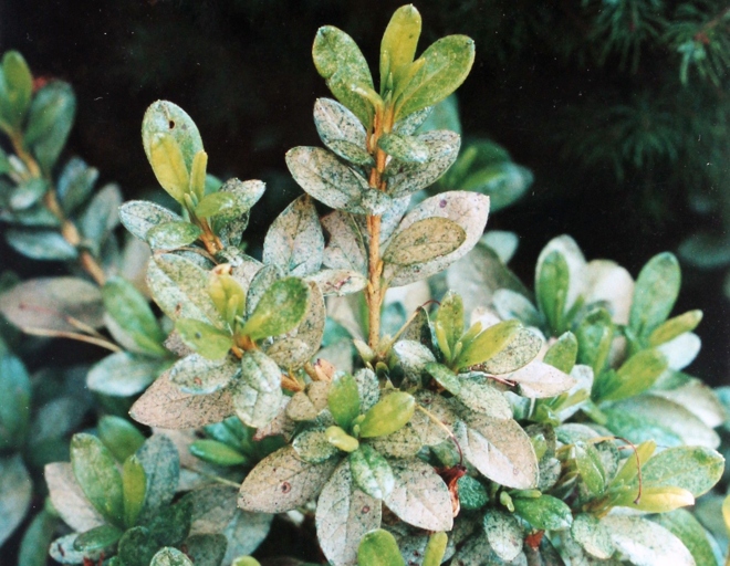 Overwatering is one of the most common problems when it comes to azaleas.