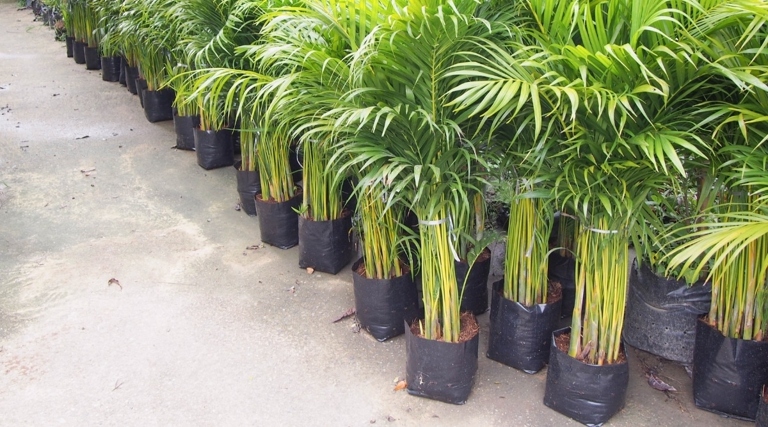 Palm trees need repotting every 3-5 years.