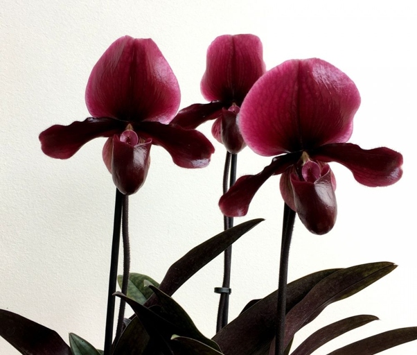 Paphiopedilum De Nachtwacht is a rare black orchid that is native to the Netherlands.