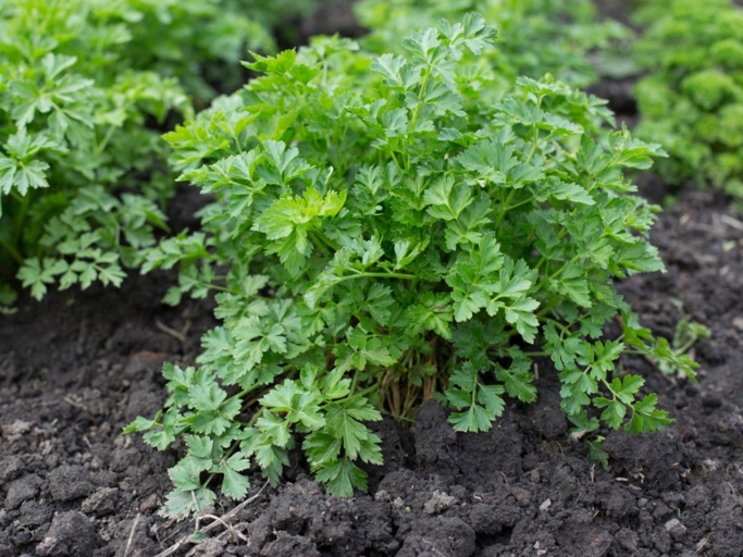 Parsley is a hardy herb that is relatively resistant to disease, but there are a few diseases that can affect it.