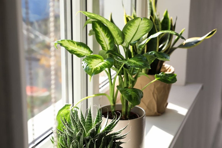Pebble trays are a great way to increase humidity for your plants, but they can be a bit of a hassle to set up and maintain. Humidifiers are a great alternative, but they can be expensive and difficult to keep clean.