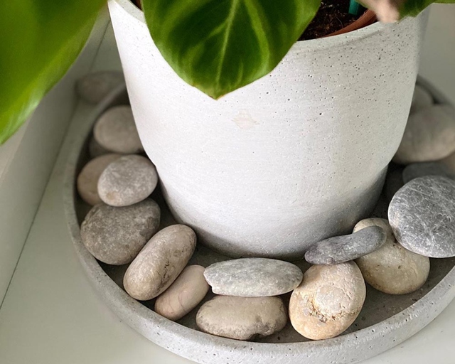 Pebble trays are a popular way to increase humidity for plants, but they have pros and cons that should be considered before using one.