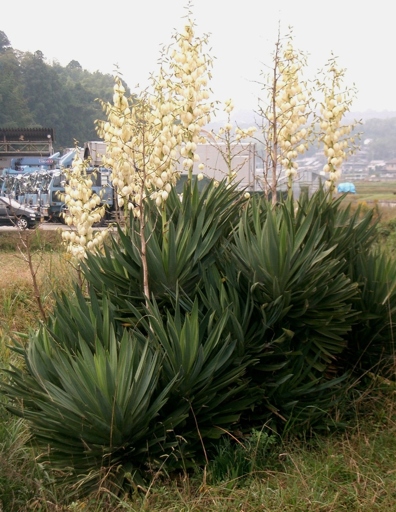 Pendula Yucca, also known as Yucca Gloriosa, is a species of flowering plant in the family Asparagaceae, native to the southeastern United States.