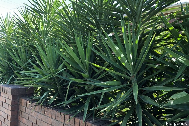 Pendula yucca is a type of yucca plant that is native to the southwestern United States and Mexico.