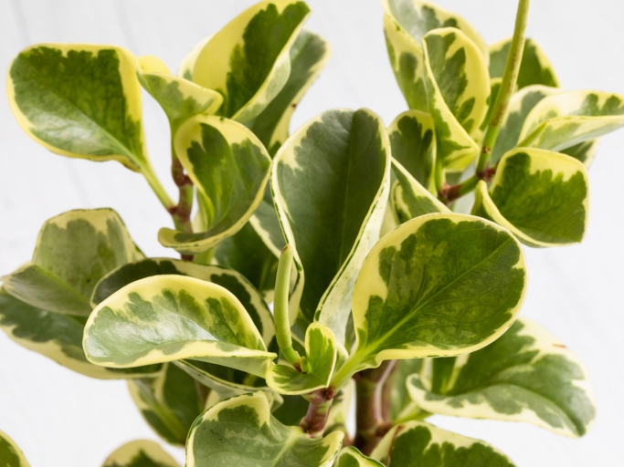 Peperomia are a type of plant that is known for its trailing vines, making it a popular choice for hanging baskets.