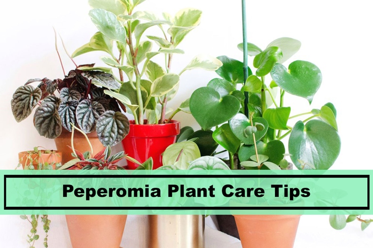 Peperomia are easy to care for houseplants, but they can suffer from root rot if not cared for properly.