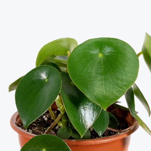 Peperomia are not heavy feeders and too much fertilizer will cause them to lose their compact shape and produce leggy growth.
